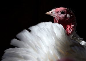 SONOMA, CA - NOVEMBER 26: With less than one week before Thanksgiving, a turkey sits in a barn at the Willie Bird Turkey Farm November 26, 2013 in Sonoma, California. An estimated forty six million turkeys are cooked and eaten during Thanksgiving meals in the United States. Justin Sullivan/Getty Images/AFP == FOR NEWSPAPERS, INTERNET, TELCOS & TELEVISION USE ONLY ==